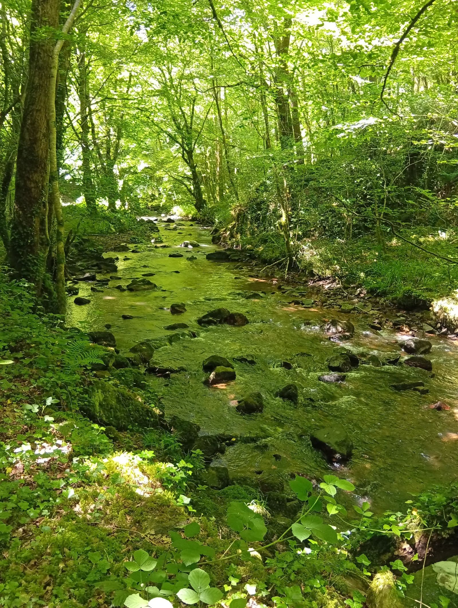 Rivière et nature préservée du Lot